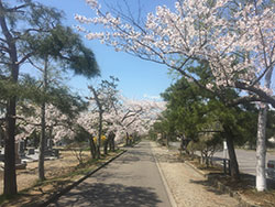 平成29年5月2日東山墓園内のサクラが見頃を迎えています2