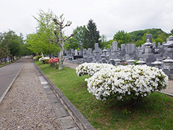 平成30年6月1日墓園内各所のツツジ1
