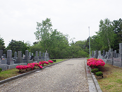 平成30年6月1日墓園内各所のツツジ2