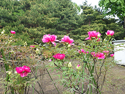 平成30年6月1日墓園内各所のツツジ4