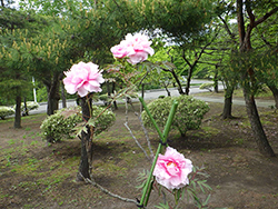 平成30年6月1日墓園内各所のツツジ5