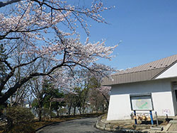 平成31年4月29日サクラが開花しました1