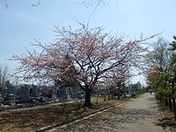 平成31年4月29日サクラが開花しました2