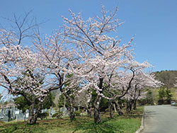 平成31年4月29日サクラが開花しました3