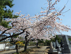 平成31年4月29日サクラが開花しました4