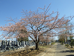 令和3年4月23日サクラが開花しました1