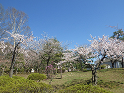 令和3年4月23日サクラが開花しました2