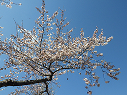 令和3年4月23日サクラが開花しました3
