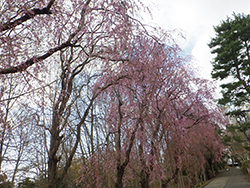 令和4年4月27日サクラが開花しました1