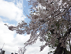令和4年4月27日サクラが開花しました2