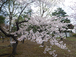 令和4年4月27日サクラが開花しました3