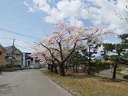 令和4年4月27日サクラが開花しました4